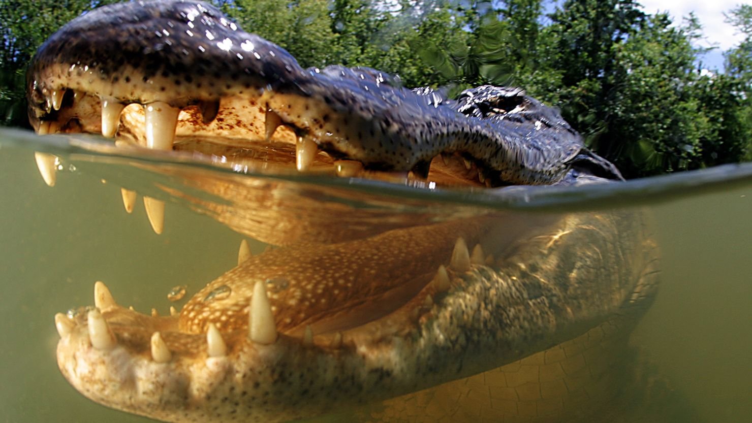 découvrez l'univers fascinant des alligators, ces reptiles puissants et emblématiques. apprenez-en plus sur leur habitat, leur comportement et leur rôle dans l'écosystème, ainsi que des faits surprenants sur ces prédateurs marins.