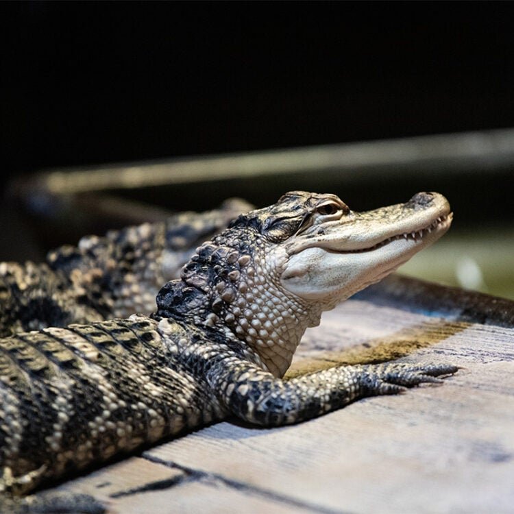 découvrez l'univers fascinant des alligators, ces reptiles emblématiques des zones humides, célèbres pour leur puissance, leur longévité et leur rôle clé dans l'écosystème. apprenez-en plus sur leur habitat, leur comportement et leur conservation.